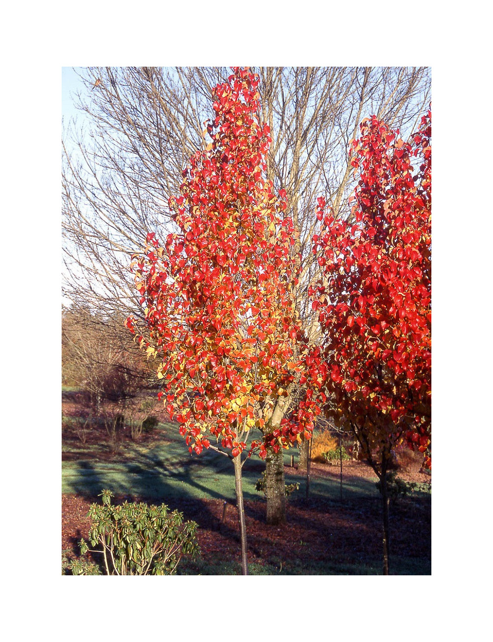 PYRUS calleryana CAPITAL