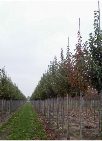 PYRUS calleryana CAPITAL