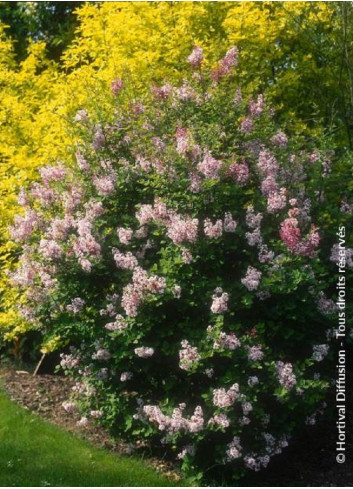 SYRINGA Josée