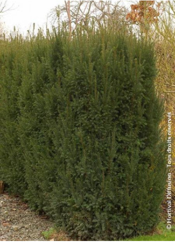 TAXUS media STRAIT HEDGE