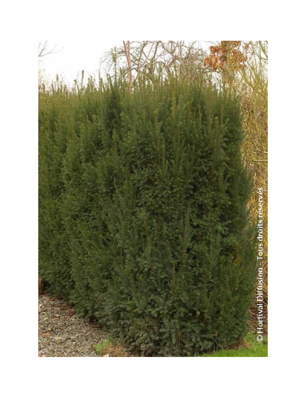 TAXUS media STRAIT HEDGE