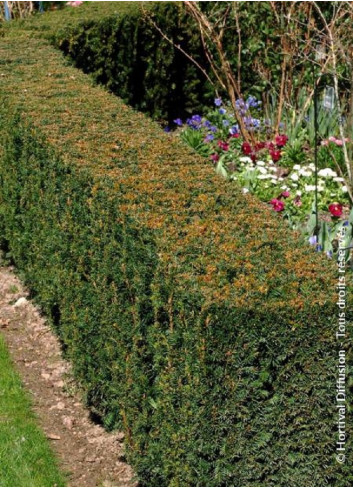 TAXUS media STRAIT HEDGE