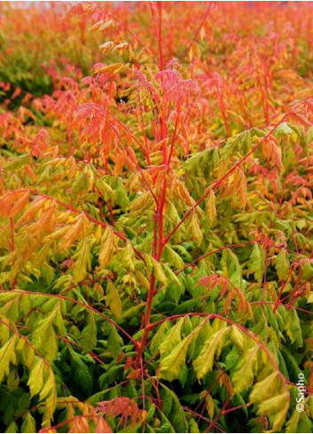 KOELREUTERIA paniculata CORAL SUN