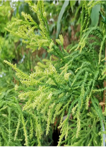 CRYPTOMERIA japonica KYARA GOLD