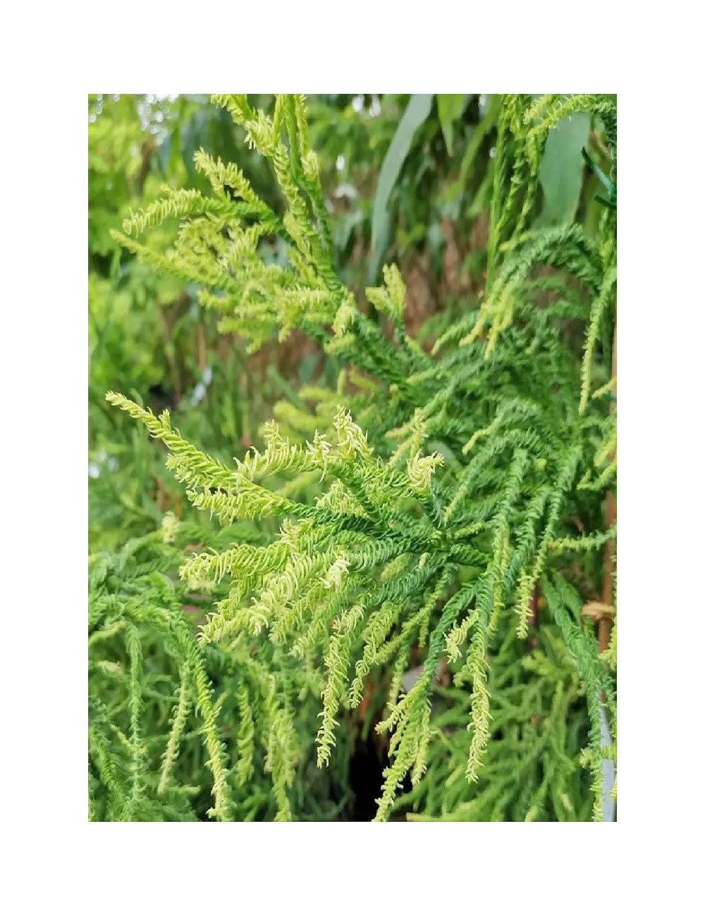 CRYPTOMERIA japonica KYARA GOLD