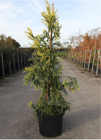 CRYPTOMERIA japonica KYARA GOLD En pot de 10-12 litres