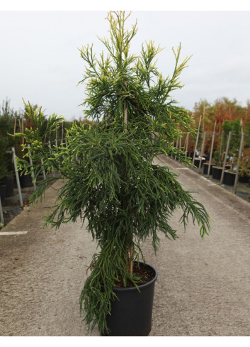 CRYPTOMERIA japonica KYARA GOLD En pot de 15-20 litres