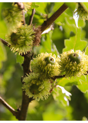 QUERCUS cerris 