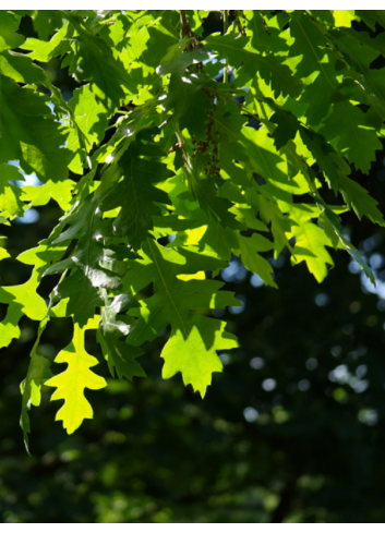 QUERCUS cerris 