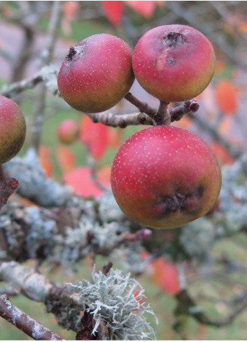 MALUS tschonoskii