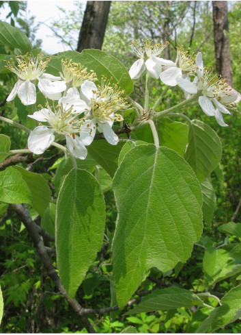 MALUS tschonoskii