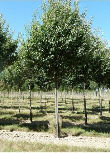 MALUS tschonoskii