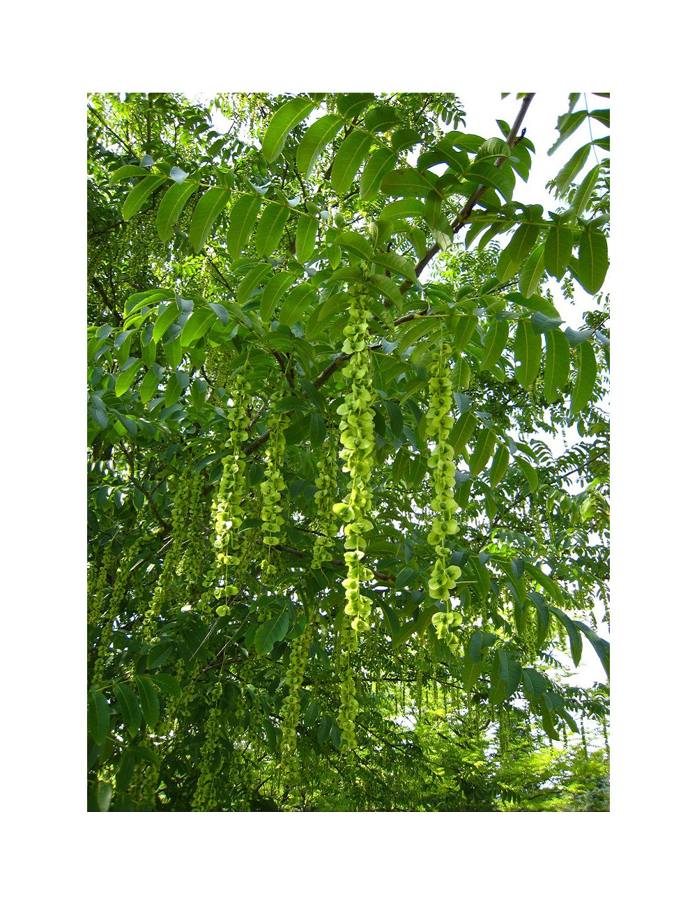 PTEROCARYA fraxinifolia