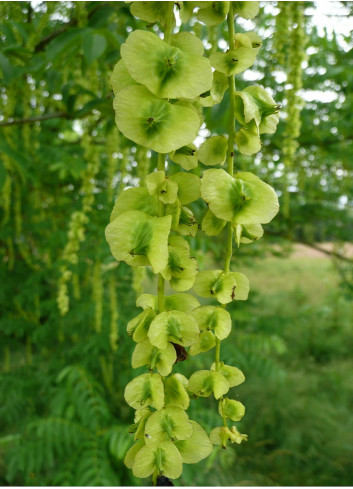 PTEROCARYA fraxinifolia