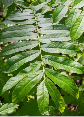 PTEROCARYA fraxinifolia