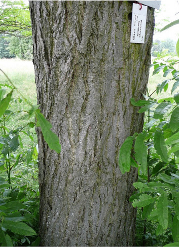 PTEROCARYA fraxinifolia