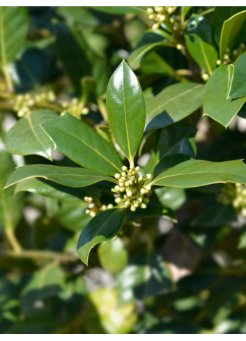 ILEX NELLIE R. STEVENS