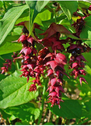 LEYCESTERIA formosa