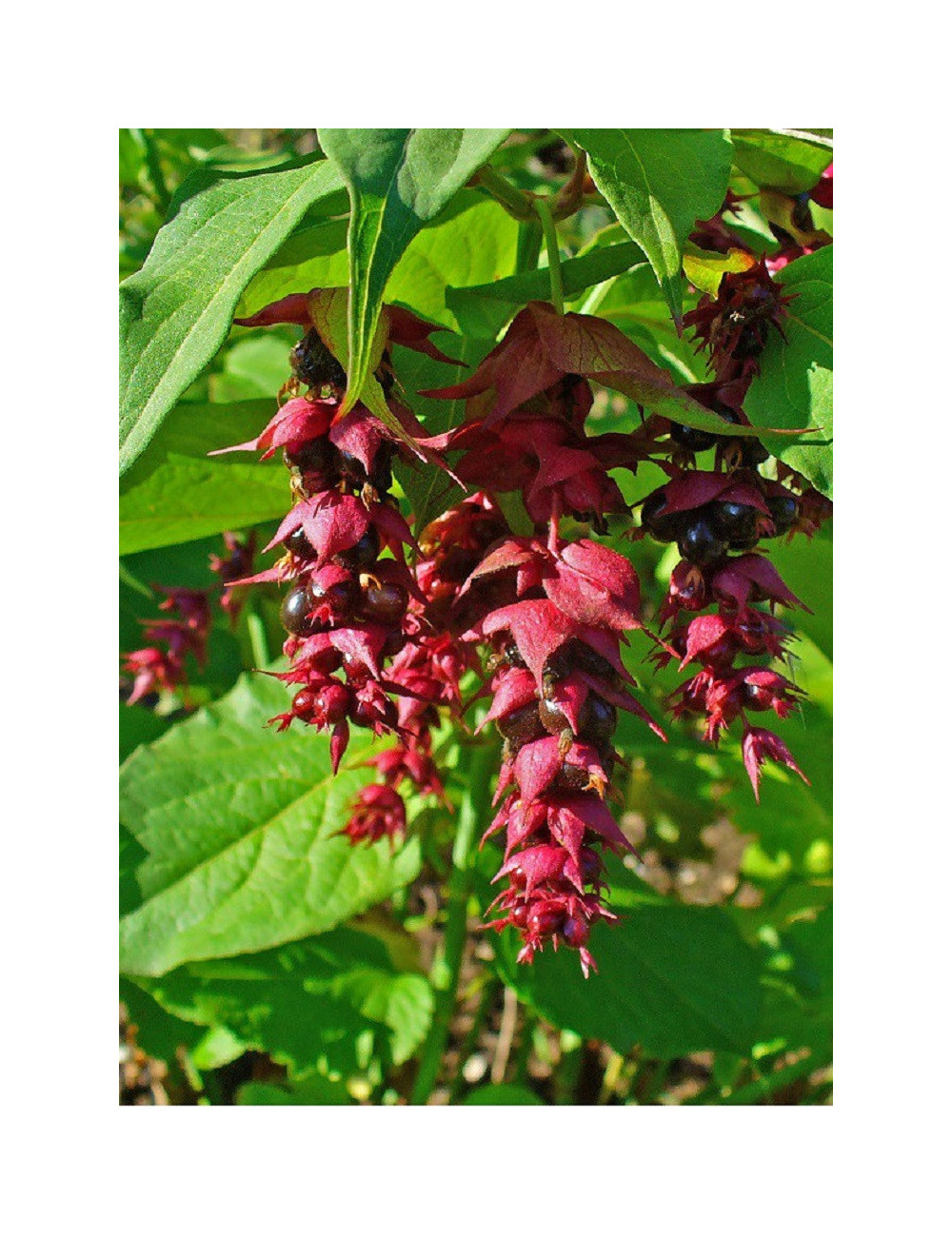 LEYCESTERIA formosa