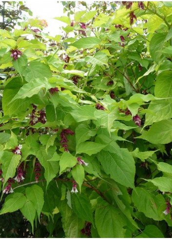 LEYCESTERIA formosa