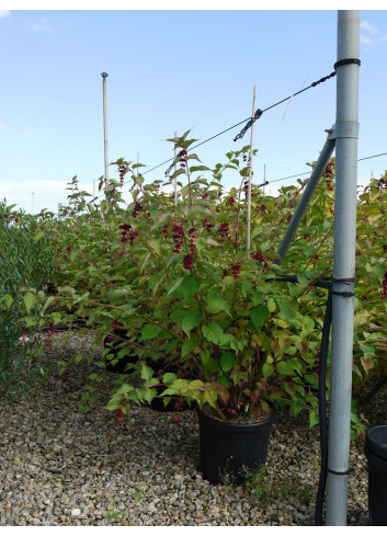 LEYCESTERIA formosa En pot de 15-20 litres