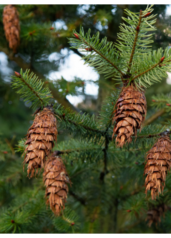 PSEUDOTSUGA menziesii