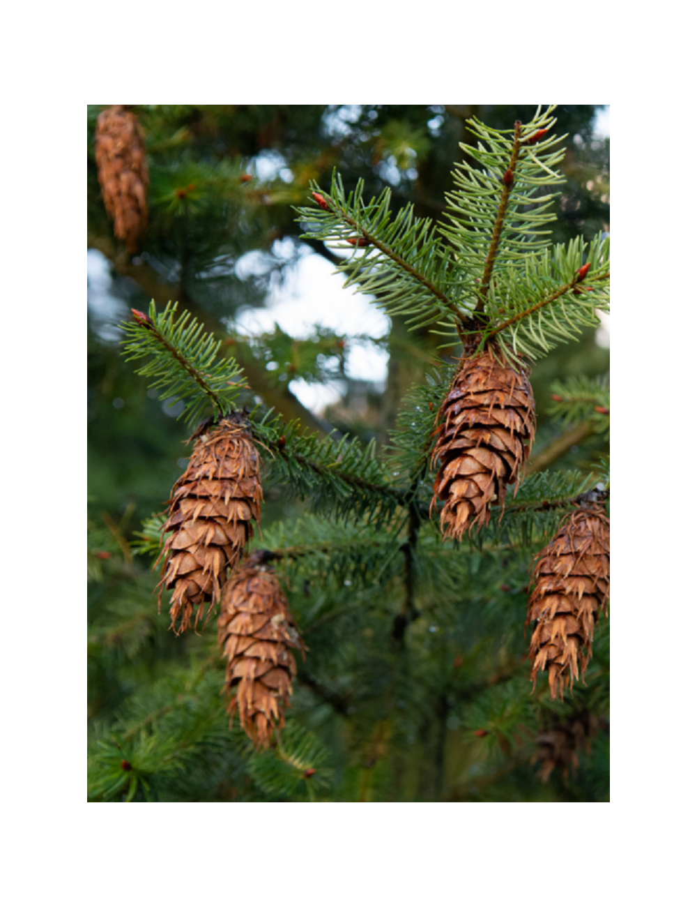 PSEUDOTSUGA menziesii