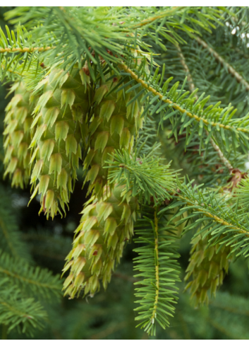 PSEUDOTSUGA menziesii