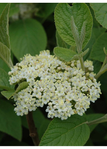 VIBURNUM lantana MOHICAN