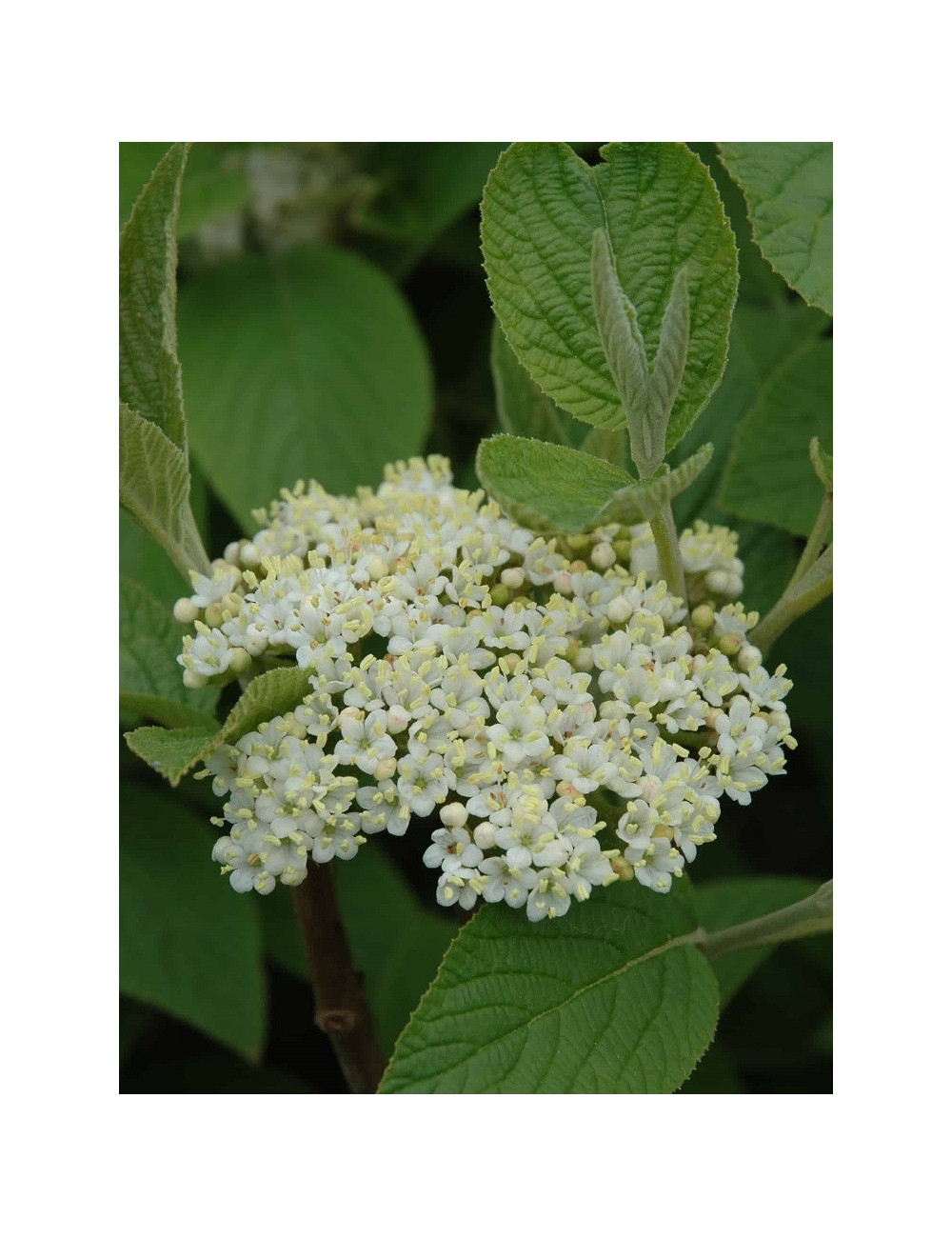 VIBURNUM lantana MOHICAN