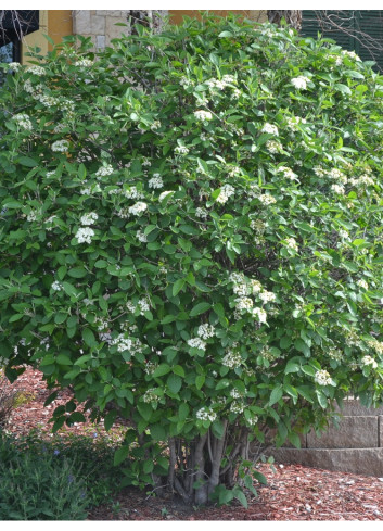 VIBURNUM lantana MOHICAN