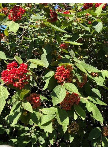 VIBURNUM lantana MOHICAN