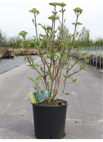 VIBURNUM lantana MOHICAN En pot de 12-15 litres