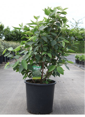 VIBURNUM lantana MOHICAN En pot de 30-35 litres