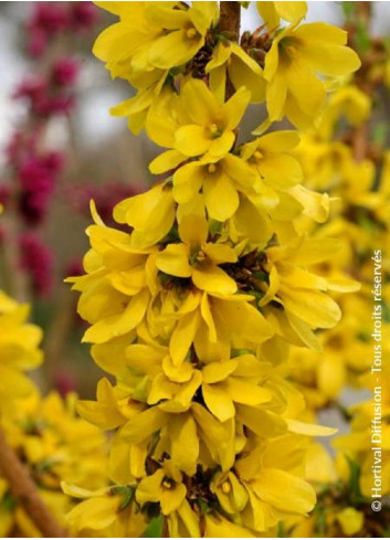 FORSYTHIA intermedia MIKADOR