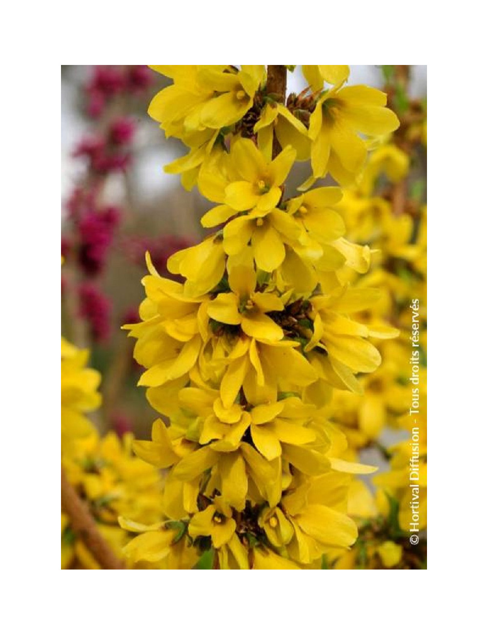 FORSYTHIA intermedia MIKADOR