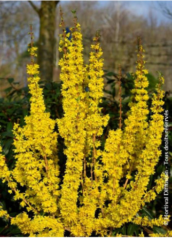 FORSYTHIA intermedia MIKADOR