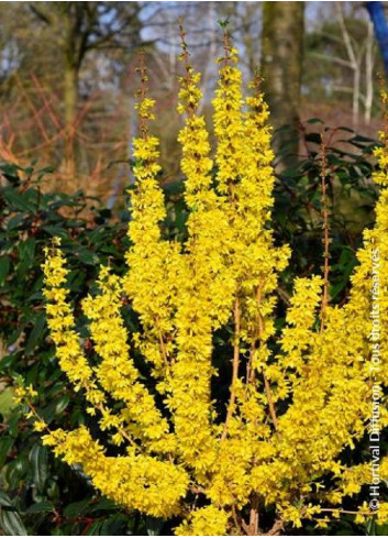 FORSYTHIA intermedia MIKADOR