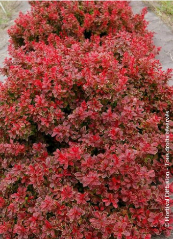 BERBERIS thunbergii ADMIRATION