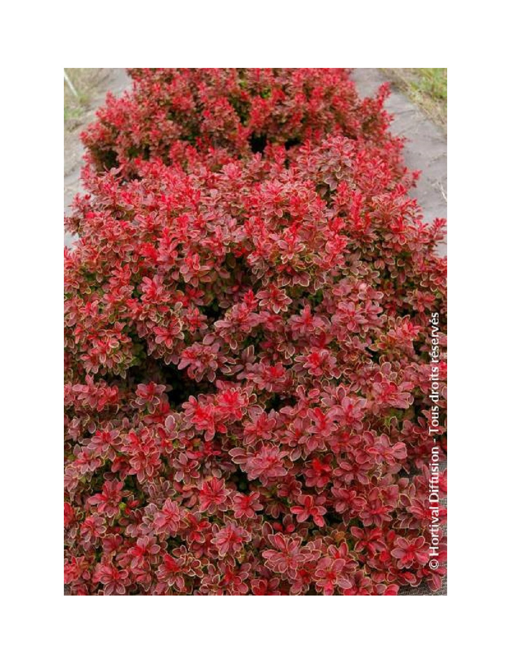 BERBERIS thunbergii ADMIRATION