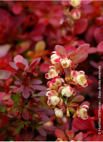 BERBERIS thunbergii ADMIRATION