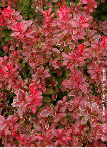 BERBERIS thunbergii ADMIRATION