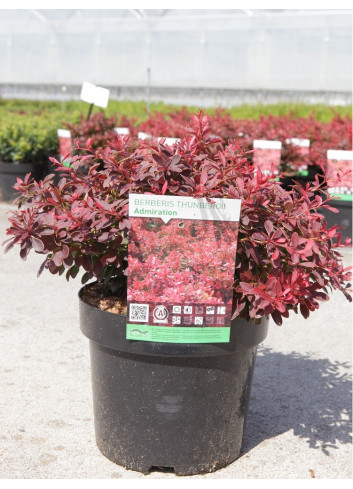 BERBERIS thunbergii ADMIRATION En pot de 3-4 litres