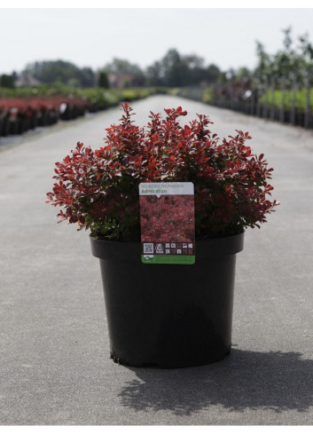 BERBERIS thunbergii ADMIRATION En pot de 10-12 litres