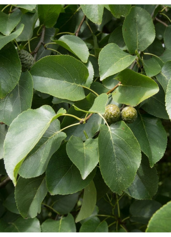 ALNUS cordata