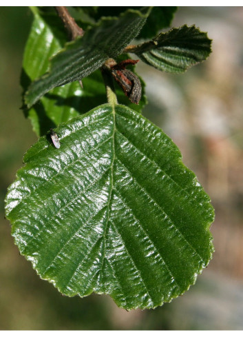 ALNUS glutinosa