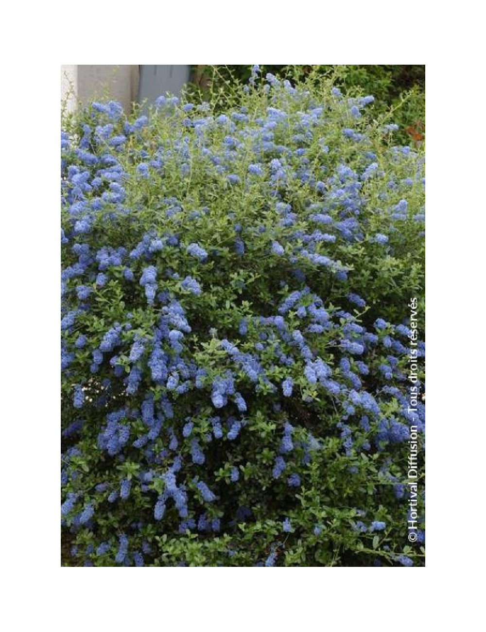 CEANOTHUS ITALIAN SKIES