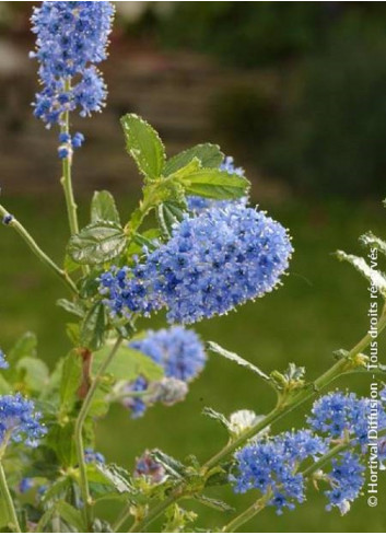 CEANOTHUS ITALIAN SKIES