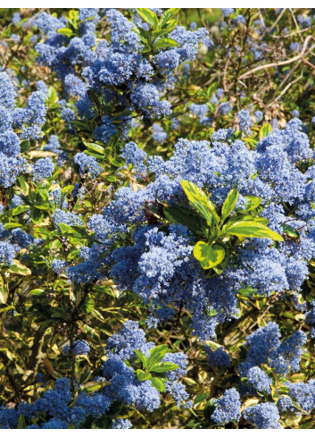 CEANOTHUS thyrsiflorus EL DORADO