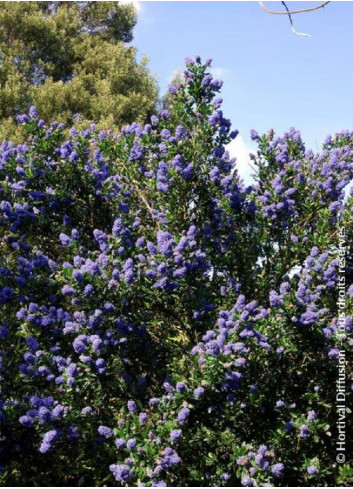 CEANOTHUS SKYLARK